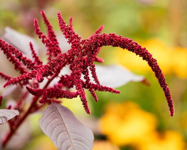 Amaranth growing in a home garden