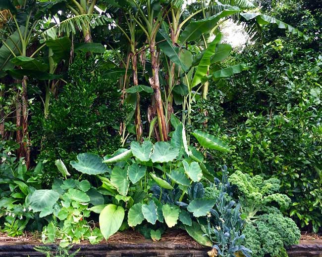 An abundant sub-tropical food forest