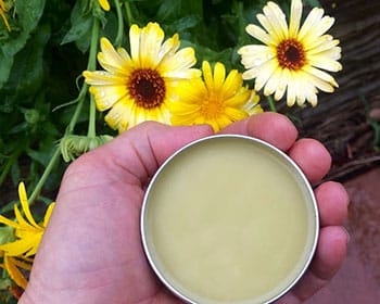 Calendula salve