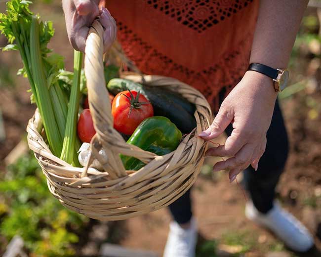 Hands holding a basket of fresh-picked homegrown veggies
