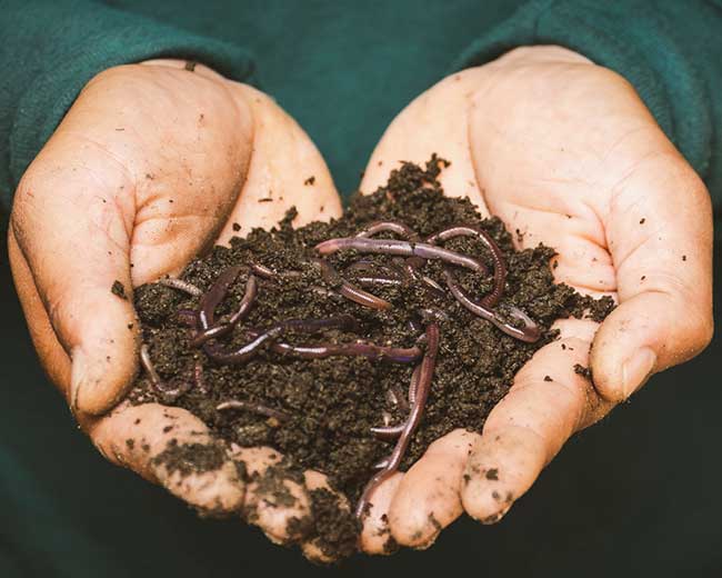 Hands holding healthy soil and worms