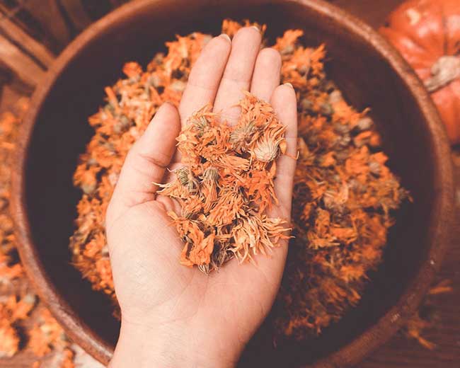 A hand holding a heap of dried calendula flowers.