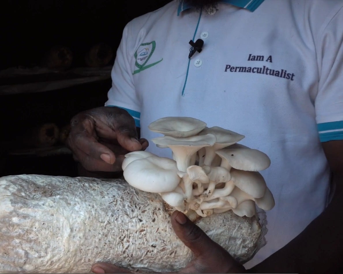 Bemeriki with his permaculture mushrooms
