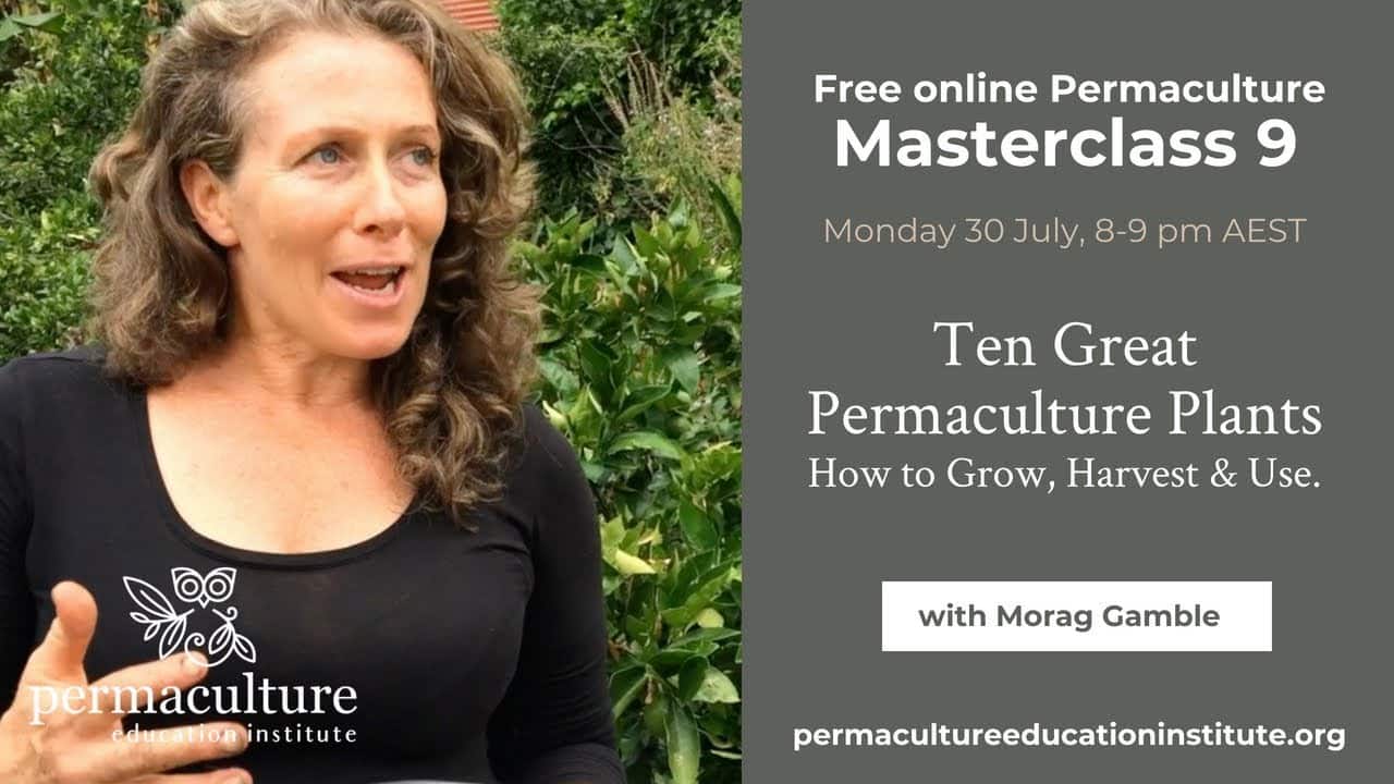 10 Great Permaculture Plants