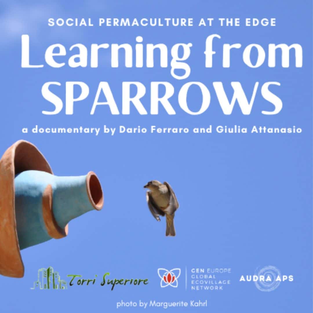 Sparrows Morag at computer, preparing a free permaculture masterclass